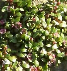 Image result for Elatinaceae