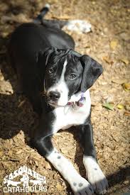 All Black Catahoula Leopard Dog Storm Black Solid Catahoula Leopard Dog Sasquatch Puppies Catahoulas Catahoulacur Catahoulaleoparddog Puppy Do Catahoula Leopard Dog Leopard Dog Hog Dog