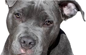 Apr 17, 2020 · the average pit bull lifespan is 12 to 14 years. Download Long Does Pit Bulls Live Png Image With No Background Pngkey Com