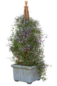 Known for their glossy coatings and tough leaves, evergreens are equipped to survive through winter without having to shed their foliage. Can I Grow Shrubs In Containers Proven Winners