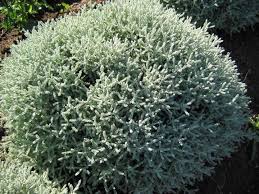 Image result for Sorindeia katangensis