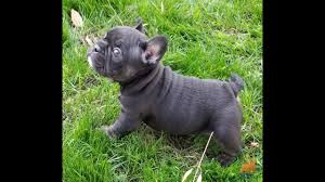 Ücretsiz yavru french bulldog sahiplendirme ilanı açın, yuva bulmamız için yardımcı olun. French Bulldog Boy Black Tri Triple Carrier Chocolate Blue And At 6 Weeks Old Youtube