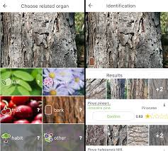 With so many varieties of trees in existence, identifying one from another can be a tricky task. 5 Best Tree Identification Apps For Android Ios 2021