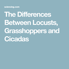 The Differences Between Locusts Grasshoppers And Cicadas Grasshopper Cicada Locust