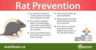 How do you know if you have rats. Are You Seeing More Rats In Your Area Councillor Andrew Keyes