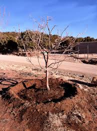 The best time to prune a fruit tree is in late winter or early spring while the tree is still dormant and before new growth begins. Pruning Fruit Trees Giantveggiegardener