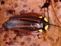 Album De Fotos De Especies De Cucarachas Weird Insects Roaches Insects