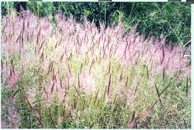 Image result for Melinis longiseta