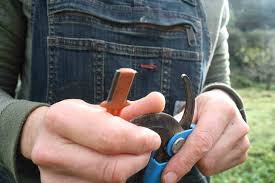 March is the perfect time because it is the end of the dormant period. Fruit Tree Care Pruning Workshops Back To Basics Pruning Video Edible Backyard