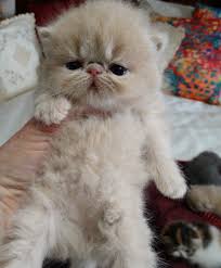 Michigan salvage cert of title salvage flood. Exotic Shorthair Kittens For Sale Petfinder