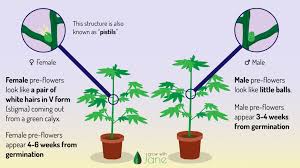 We did not find results for: Identify Male Female And Hermaphrodite Cannabis Plants