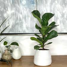 Feb 01, 2021 · the fiddle leaf fig (ficus lyrata) is one of the trendiest houseplants around, given its frequent appearance in home magazines, television shows, and blogs. Buy Fiddle Leaf Fig Direct From Florida Planterina Com Planterina