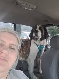 Small saint bernard dog's perfect qualities