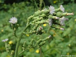 Image result for Lactuca ugandensis