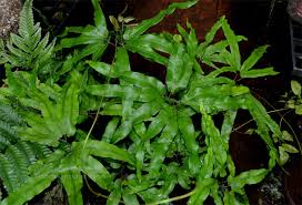 Image result for Lygodium