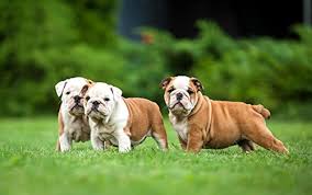 Maybe you would like to learn more about one of these? Protein For Bully Breed Dogs Pit Bulls American Bullies Pocket Pits English Bulldogs Pets Geeks