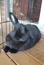 Up to 90% back on vet bills. Rabbit Pet Insurance Us Insurance