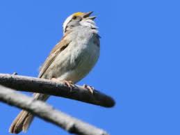 We did not find results for: Xeno Canto Sharing Bird Sounds From Around The World