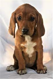 Check spelling or type a new query. Mooresville Nc Redbone Coonhound Meet Snooki A Pet For Adoption