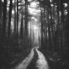 Misty Forest Road Limited Edition 1 Of 10 Photograph Misty Forest White Aesthetic Photography Landscape Photography