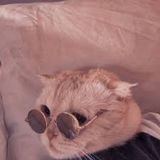 Meme lucu kumpulan dp bbm meme lucu kocak dan gokil terbaru kumpulan flickr 50 gambar lucu kocak ngakak terbaru. Aesthetic Cat Kucing Bayi Kucing Cantik Wallpaper Kucing