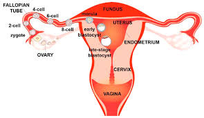The female reproductive system includes: Bioengineering Free Full Text Organs On Chip Models Of The Female Reproductive System