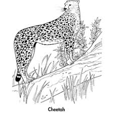 285x387 best cheetah coloring pages for your little ones cheetahs. 25 Best Cheetah Coloring Pages For Your Little Ones
