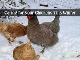 Winter Is Upon Us Most Of The United States Is Deep Into Winter Struggling With Freezing Temperatures And Snow W Chickens Raising Chickens Chickens Backyard
