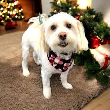 Susan's Doggy Spa added a new photo.