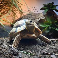Good Morning New Day Lots To Do This Egyptian Tortoise Testudo Kleinmanni Of Ours Is Ready To Start His Turtle Tortoise Cute Tortoise Cute Funny Animals