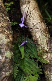 Image result for Streptocarpus montis-bingae