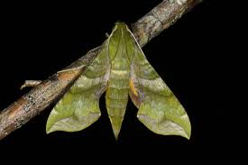 Image result for Xylopia shirensis