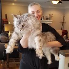 But if you know that doubts may change your mind, then jiji.ng is. Maine Coon Kittens For Sale Buy A Giant Maine Coon Maine Coon Breeders Tica Cfa Usa Giant Maine Coon Cat For Sale Near Me Russian Maine Coon