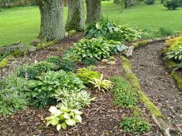 Remove the dead foliage to keep your hostas healthy. Hostas In The Home Garden How Does One Become A Hosta Holic Garden Pearls