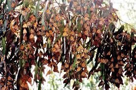 Check spelling or type a new query. Monarch Butterfly Grove In Pismo Beach The Best Time To Visit Is Late October Through February Pismo Beach Coastal Vacations Beach Events