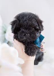 We are easily accessible to many cities including tampa, orlando, fort lauderdale we are a private maltipoo puppies breeder in florida and we place maltipoo puppies in caring lifelong homes in florida and across the usa. Maltipoo Puppies For Sale Fl Teacup Puppies Boutique