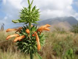 Image result for Leonotis nepetifolia