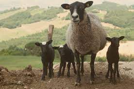 La migliore razza ovina da carne in italia non esistono razze ovine specializzate nella produzione da carne, dato che la maggior parte delle razze italiane sono a duplice attitudine. Pecore In Vendita Allevamento Di Pecore Romanov