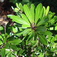 Image result for Xerophyta kirkii