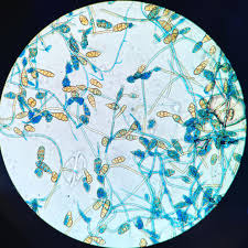 Image result for Microchloa altera