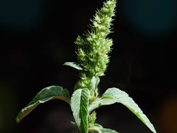 Image result for Amaranthus hybridus