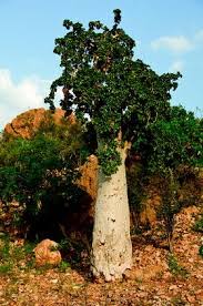 Image result for Eureiandra sp. A