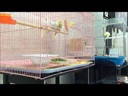 طيور البادجي youtube parakeet sounds budgies parakeet