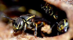 Maybe you would like to learn more about one of these? Wasps Chew Mattress To Create 3ft Nest On Bed