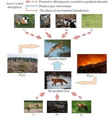 The Predator Prey Relationship Taking Foxes And Hares As Examples Download Scientific Diagram Learn vocabulary, terms and more with flashcards, games and other study tools. the predator prey relationship taking