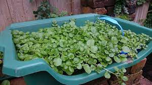 Growing Watercress In Potting Bin Works Wonderfully But Anything That Holds Water Will Do The Job Just Do Growing Microgreens Watercress Growing Water Plants