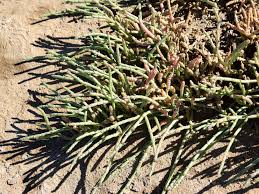 Image result for Sarcocornia natalensis