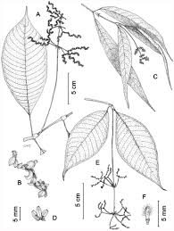 200 beweise warum die erde flach ist! Rubiacearum Americanarum Magna Hama Pars Xliv Review Of The Palicourea Pilosa Group With Some New Species And A New Subspecies Palicoureeae