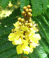 Image result for Limeum pterocarpum