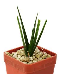 Image result for Pyrenacantha kirkii